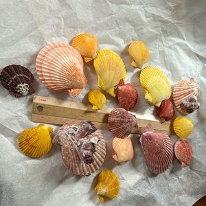Deco Barnacles nobilis pecten shells 18 pcs shell ocean fish tank  florida sea